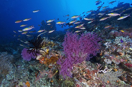 Tubbataha Reef National Marine Park